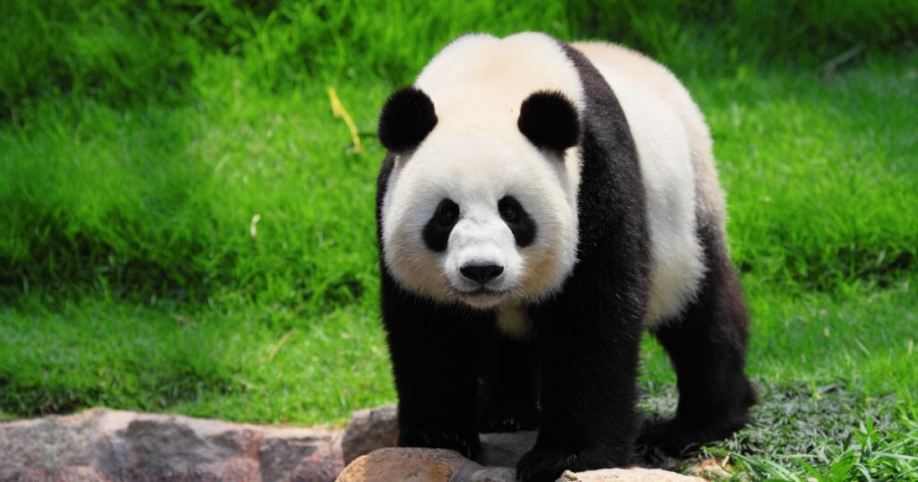 「熊猫」の中国語の発音