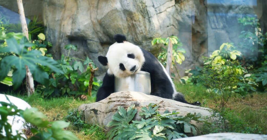 パンダの中国語が「熊猫」という単語になった由来