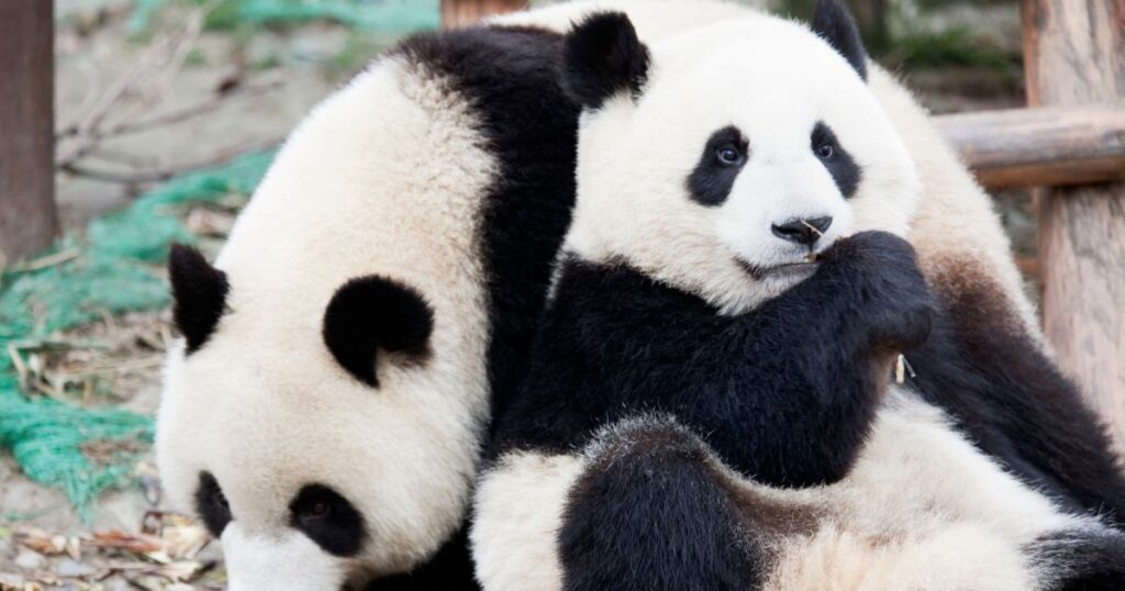パンダを表す中国語の単語は？
